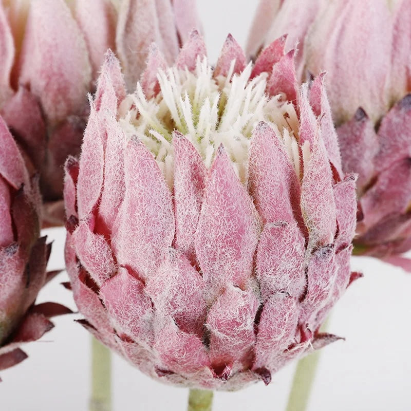 Haste de Protea permanente - 04 cores