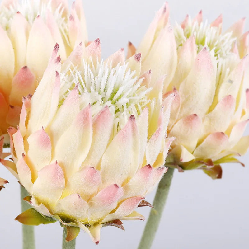 Haste de Protea permanente - 04 cores