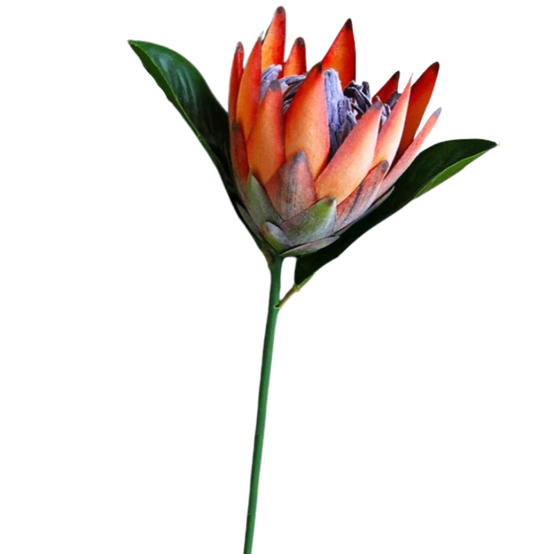 Haste de Protea permanente modelo 2 - 06 cores