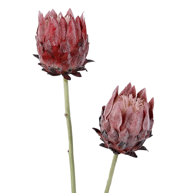 Haste de Protea permanente - 04 cores